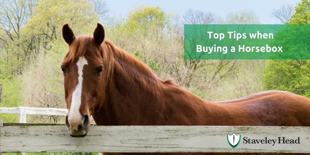 Top_Tips_When_Purchasing_Horsebox.jpg